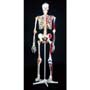 Deluxe Life-Sized Human Skeleton